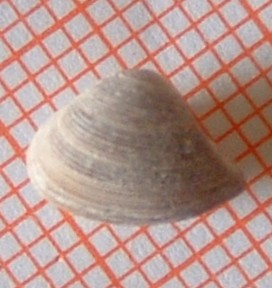 AIUTO IDENTIFICAZIONE 1